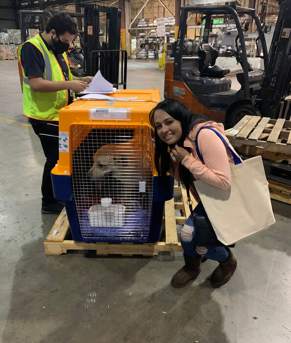 Comprehensive Pet Travel Planning and Support