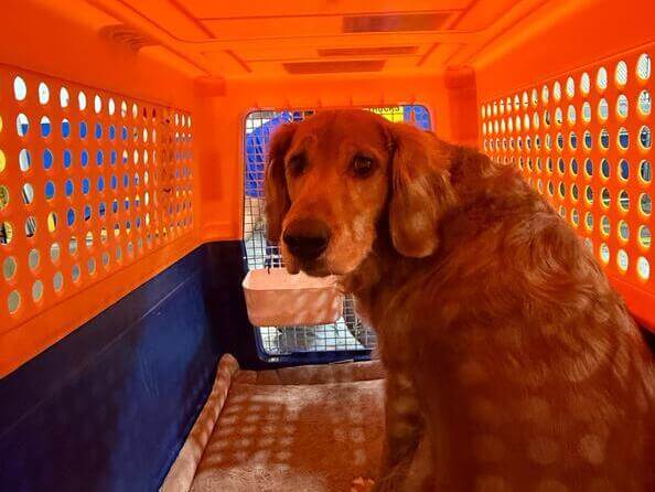 Why Choose Our Pet Travel Consultations?